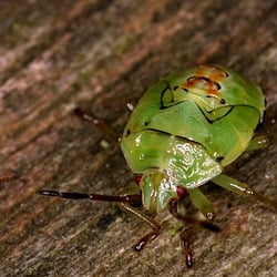 Emphyrio's Profile Image